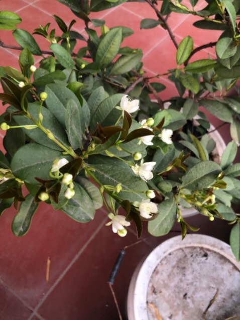 Chưa sử dụng nên cho tạm 4,5⭐️