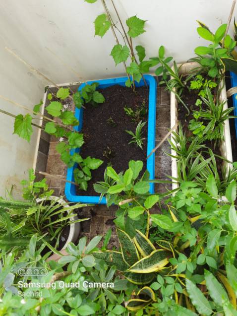 sản phẩm như hình