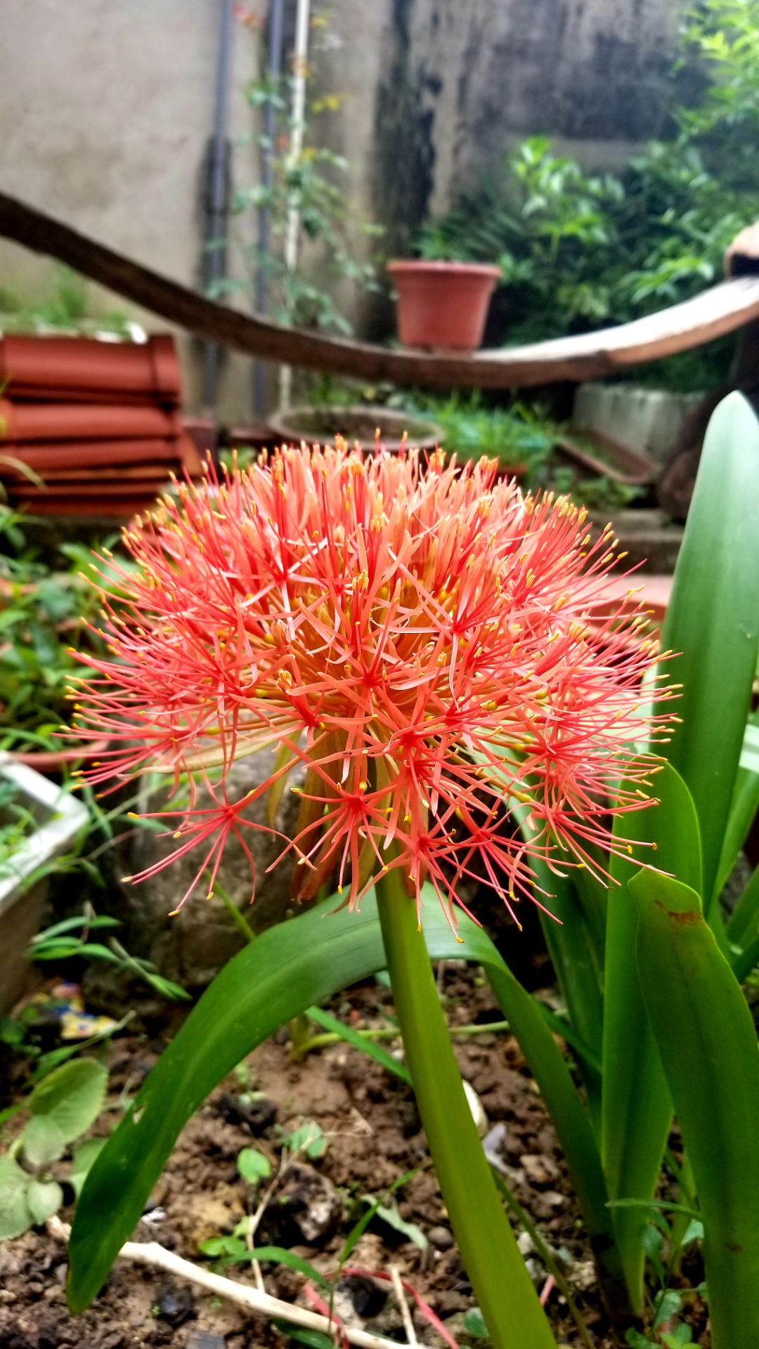 Dép đẹp, chắc chắn, mình chọn sz vừa như in luôn. Có bầu đi loại này cho chắc chắn Dép đẹp, chắc chắn, mình chọn sz vừa như in luôn. Có bầu đi loại này cho chắc chắn