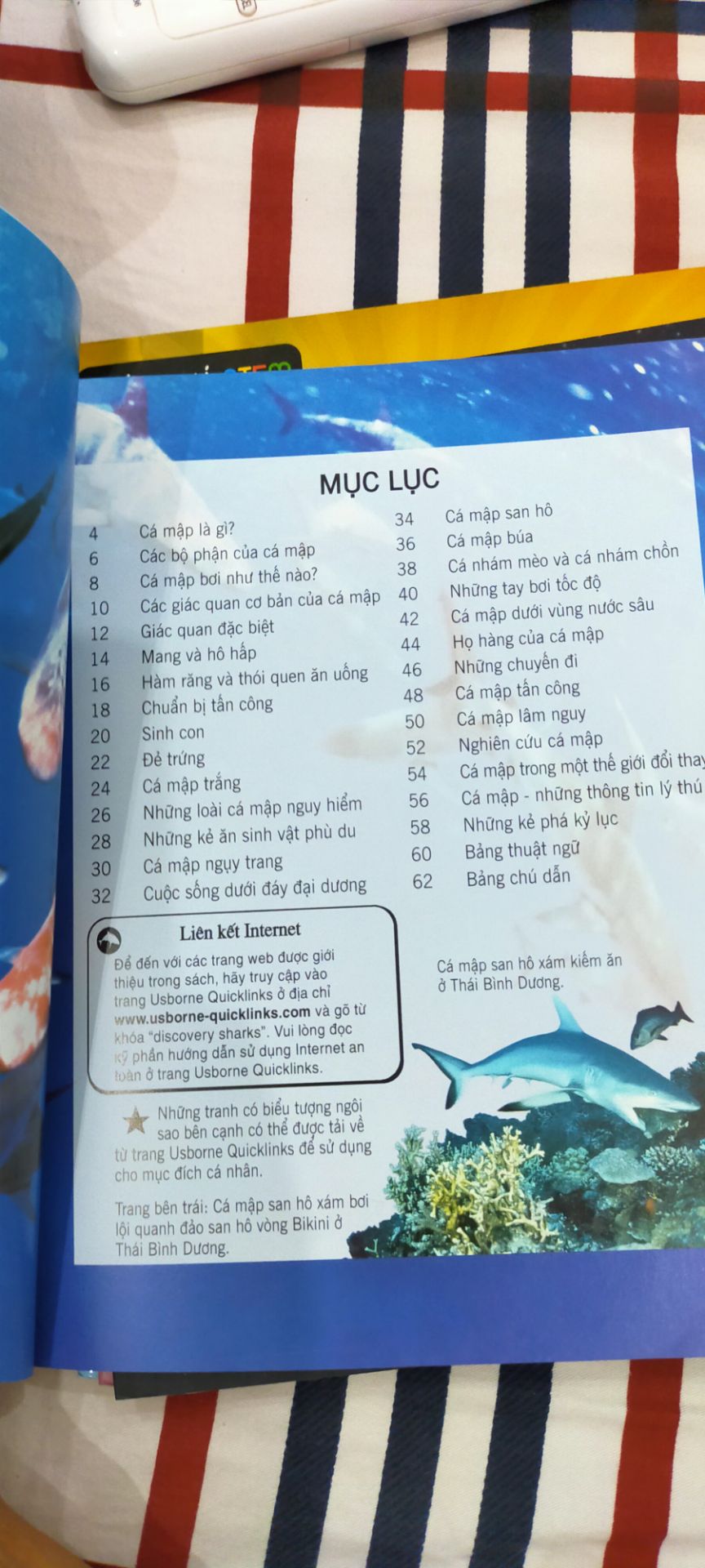 Giao hàng nhanh, cho con tìm hiểu sơ lược về cá mập, trình bày hình ảnh sinh động