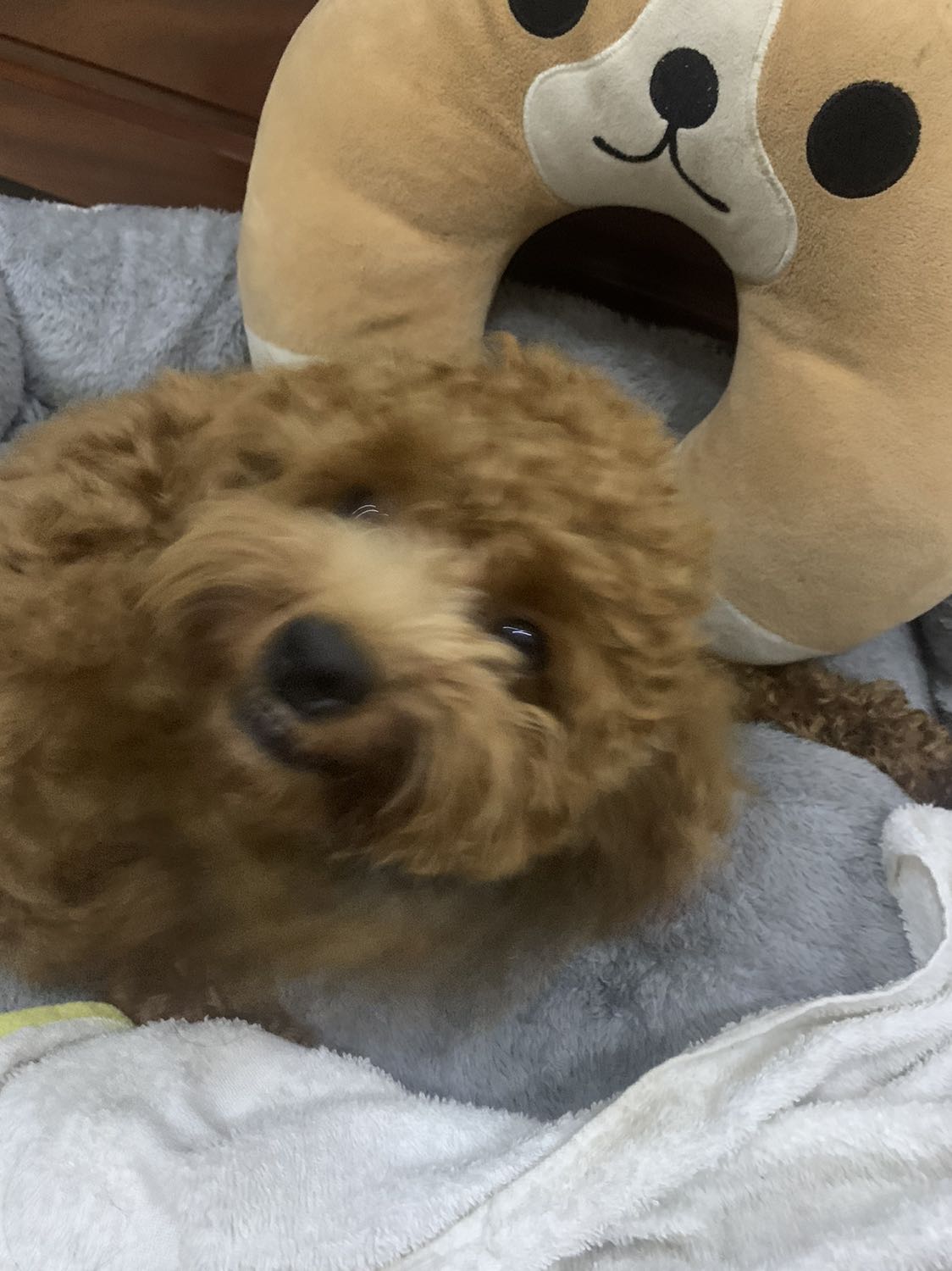 Sách được bao bọc cẩn thận, gọn gàng , có 1 2 chỗ bị nhăn