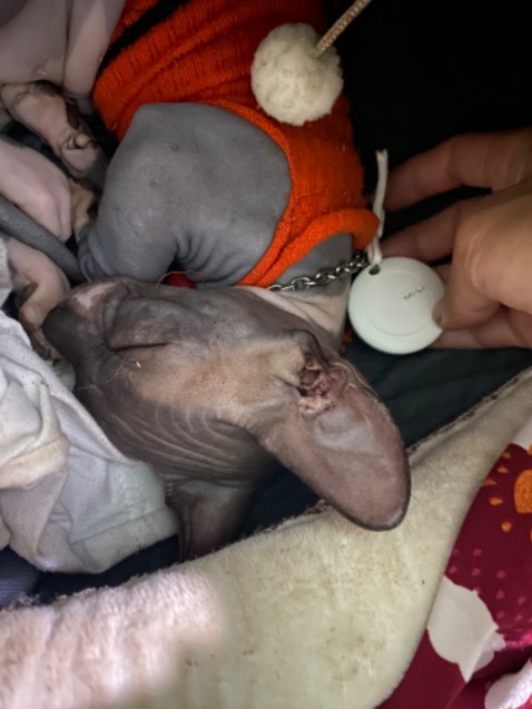 Sản phẩm chất lượng , mua về gắn cho pet giá rẻ mà ổn lắm ạ. Cảm ơn shop 😘