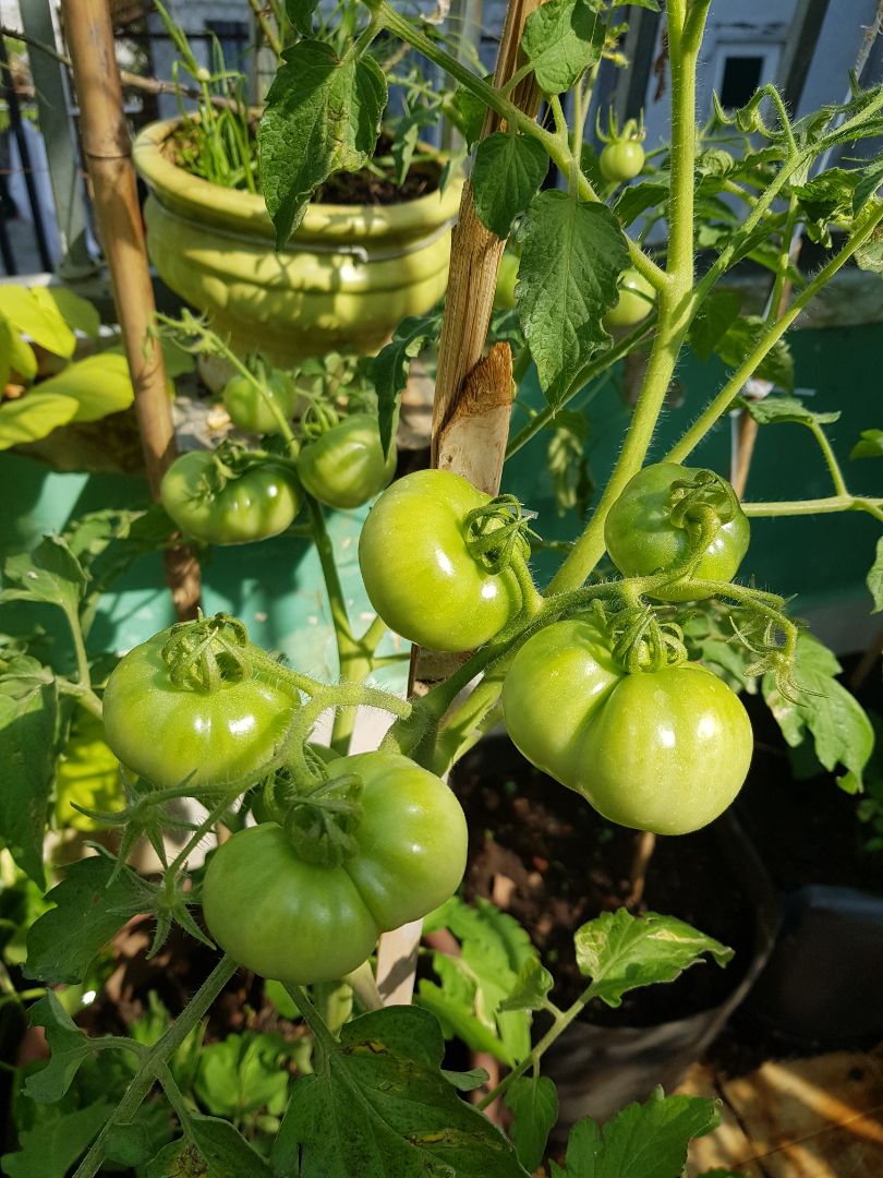 Lần đầu tiên trồng cây và kết quả vô cùng hại lòng.