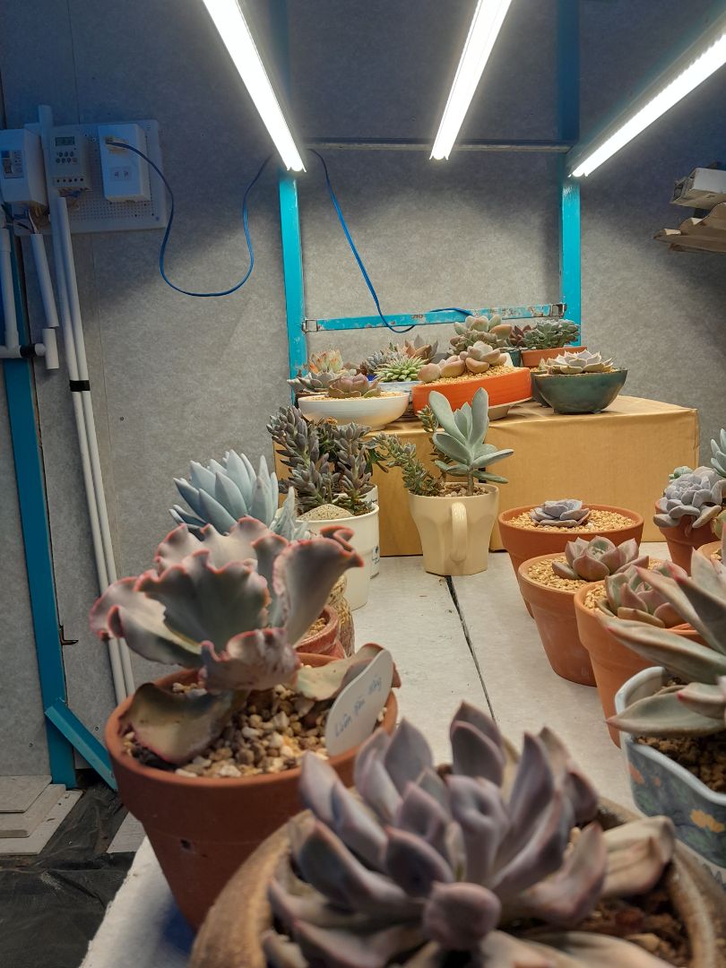 ánh sáng thực. hàng khá ổn. hài lòng với sản phẩm