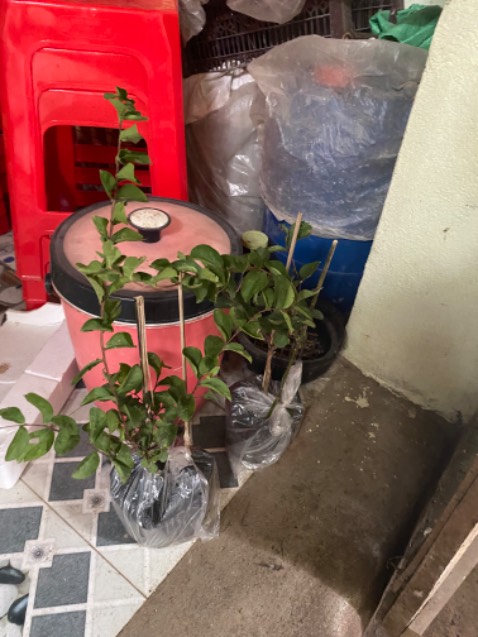 Đóng gói cẩn thận. Bầu to. Mong nhanh ra hoa