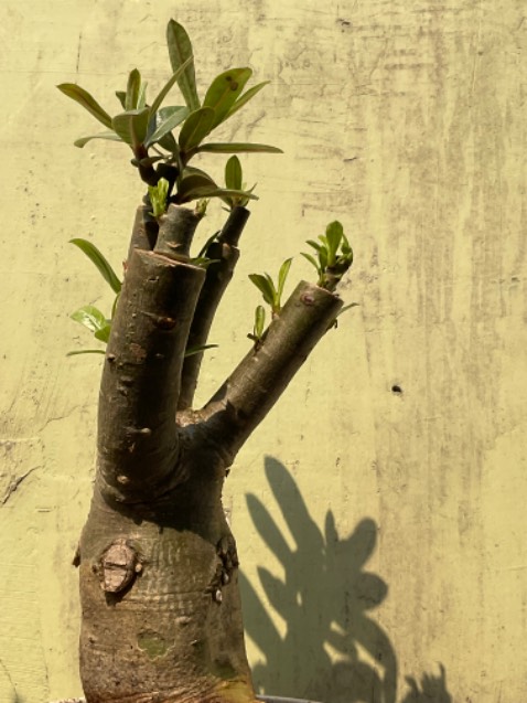 Tệ .mới ra đọt,không đúng như hình , thiếu phân bón