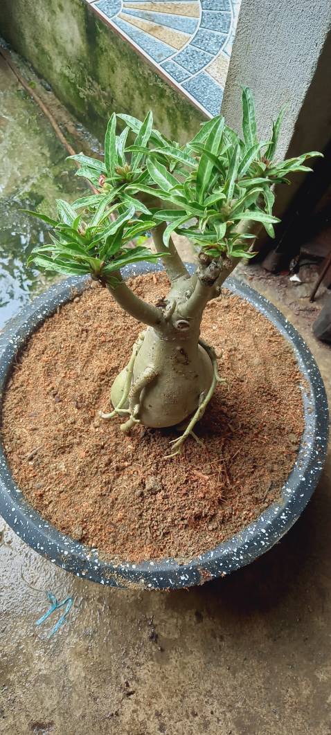Cây đẹp.chưa ra hoa chưa biết màu gì Cây đẹp.chưa ra hoa chưa biết màu gì