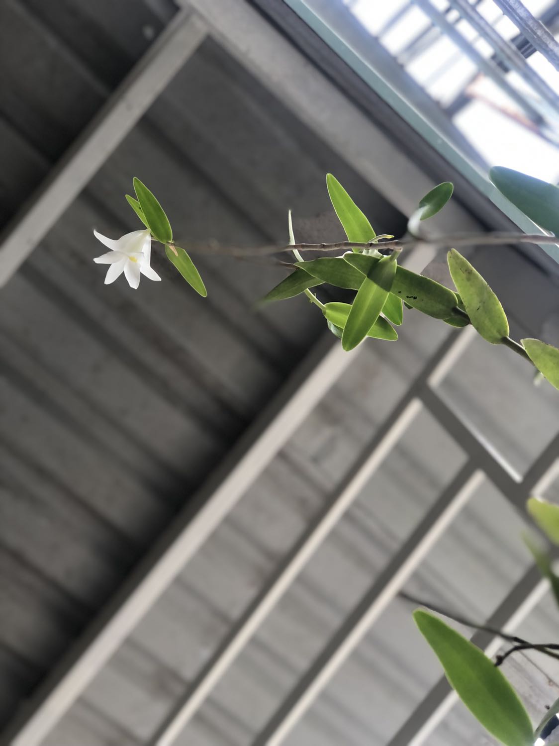 Hạt bí ngon giòn, béo