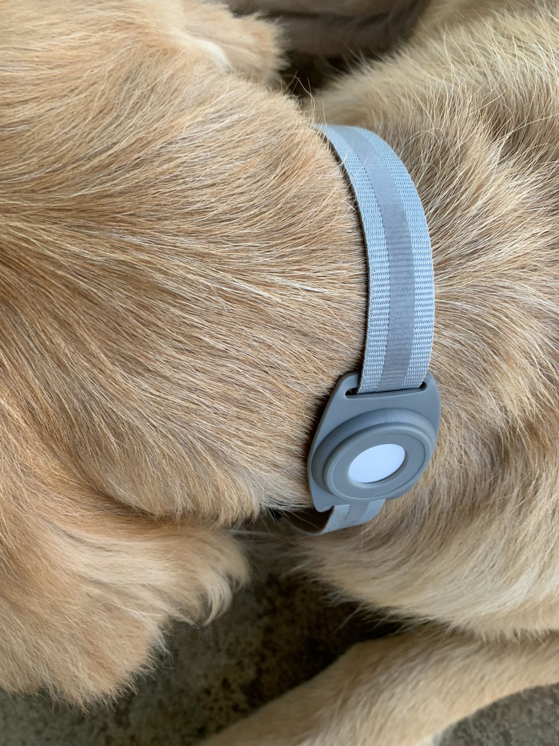 Mình cực kỳ hài lòng luôn ớ mọi người, sản phẩm rất đẹp nhe đeo vào thì thôi rồi luôn mình có hình tham khảo, chả là con Gâu đần nó mình nó chân đi, 5-10p nó chạy đi chơi 1 lần, mỗi lần tầm tìm nửa giờ mới thấy, nên em bấm bụng bấm nút mua hàng.
Phải nói hết sức tuyệt vời luôn khu mình là núi rừng tây nguyên, mỗi lần nó chạy đi chơi là báo liền trên app đã rời đi khoảng bao nhiêu phút, từ đó mình xác định thời gian nó đi và sau đó phán đoán chỗ tìm chứ cái này nó k gặp dc cái iphone nào xung quanh để định vị đâu. Sản phẩm được cái lợi thế đeo rất đẹp, chuông kêu rất chi là … không được to!