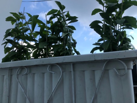 Cây trồng dễ sống, giá cả phải chăng, vận chuyện nhanh. Sẽ mua nữa