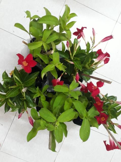 Mua 3 Huỳnh Anh đỏ, 2 Huỳnh Anh tím , shop gởi cây đẹp, đóng gói khéo, vận chuyển tốt.