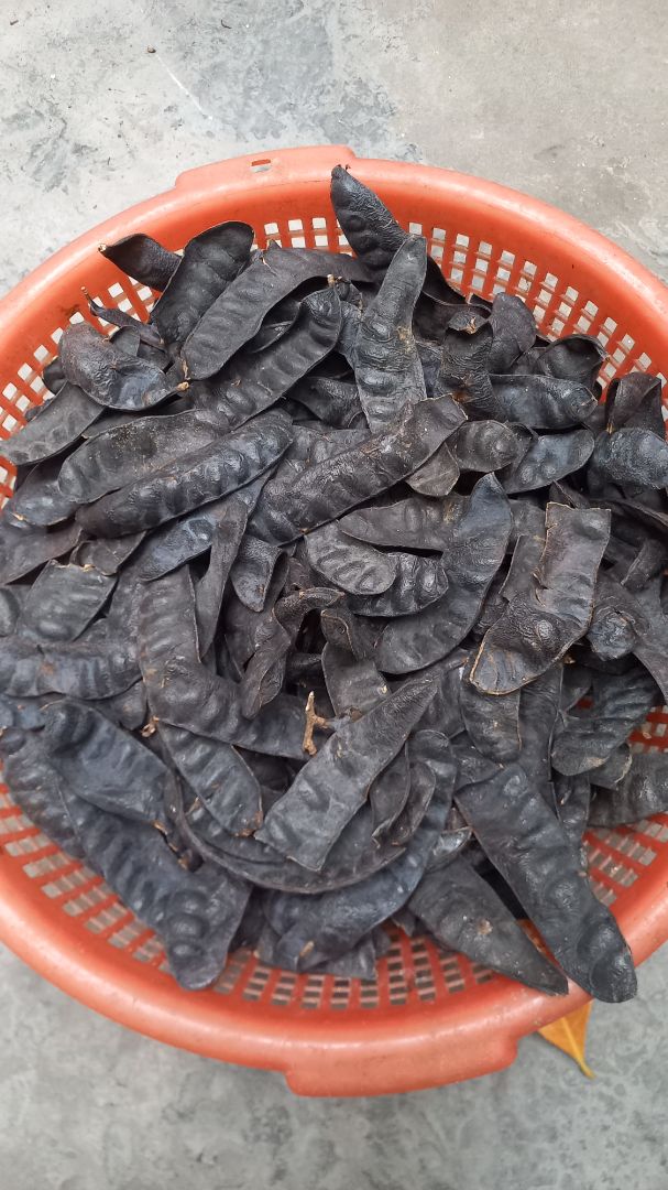 Hình ảnh Quả Bồ Kêt dỡ khỏi Túi hàng Kiểm tra (gửi từ HCM ra Hà Nội) : Quả Bồ Kết To, béo, nhẵn, già, Có mùi thơm đặc trưng đậm đà, quả nguyên vẹn, Khá ít gãy vụn ít bột, Sạch sẽ, ít bụi bẩn, hầu như Không có côn trùng, sâu, bọ rệp. Hàng Đủ số Ký-lô 1KG, Không có nhồi nhét cành cây cát sỏi ăn gian cân hàng. Thanh toán Tiền đúng giá trị Hoá đơn. Đóng gói cẩn thận, kỹ càng, có giấy hướng dẫn sử dụng in ấn rõ ràng. Ủng hộ!!