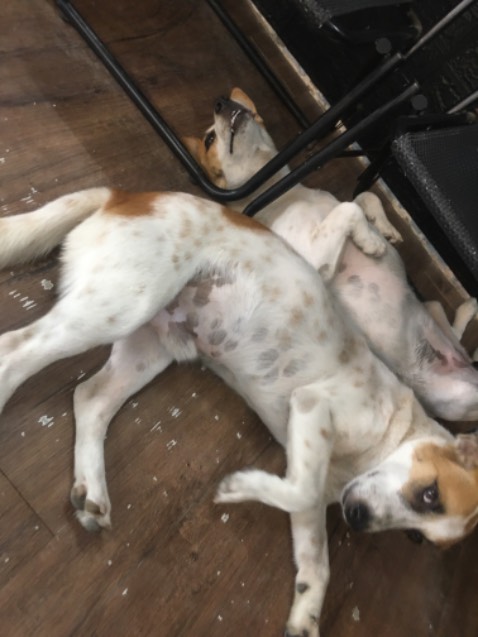 A lô a đến bê với vận tốc của ô tô đi từ a đến bê với vận động viên sủi bọt biển tinh nghịch tập chi tinh đồ chơi cho vui vẻ nha a di đà a di banh chi zi ak