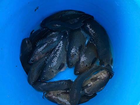 Hạng khá là tốt