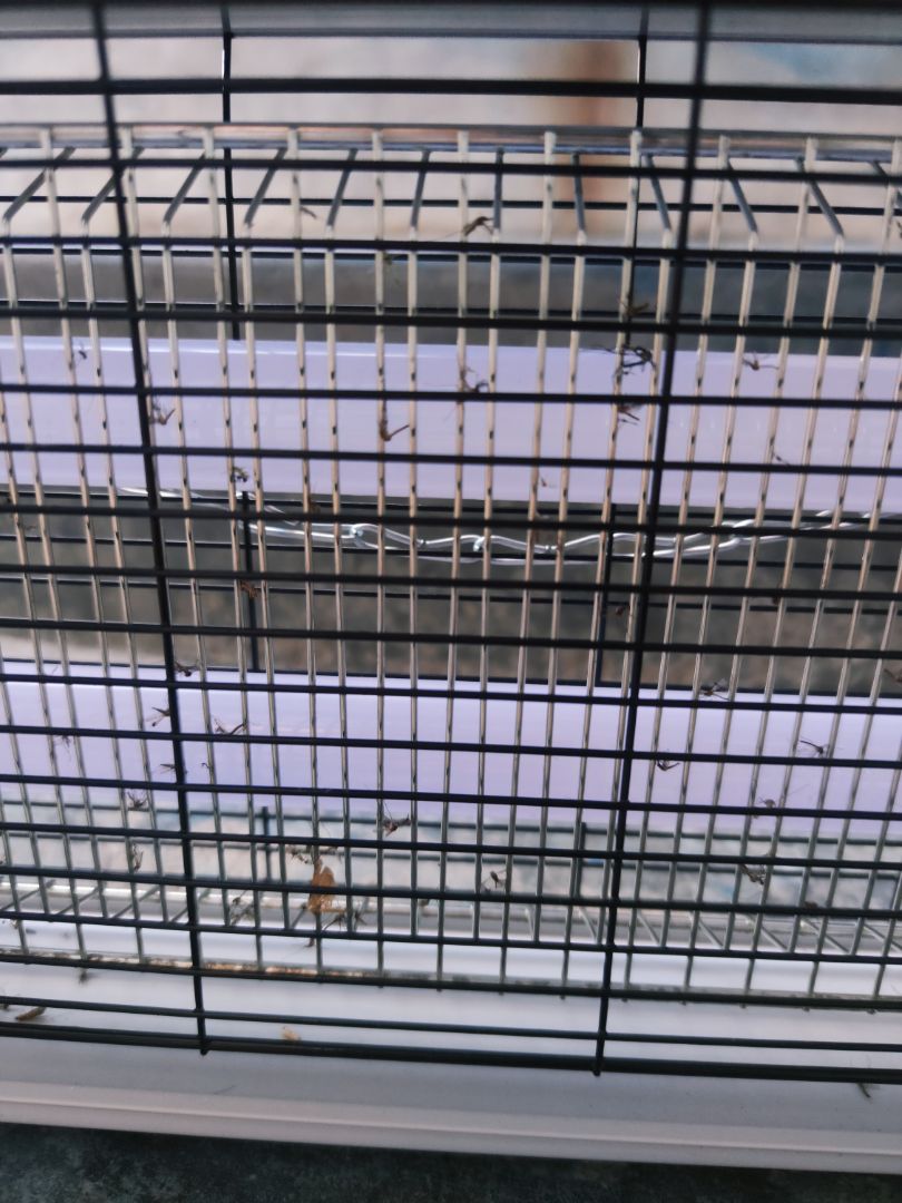 Với không gian thoáng và rộng như ở quê, rất là nhiều muỗi, Đèn này bắt muỗi khá tốt (Trong điều kiện tối, tắt hết các thiết bị chiếu sáng xung quanh)