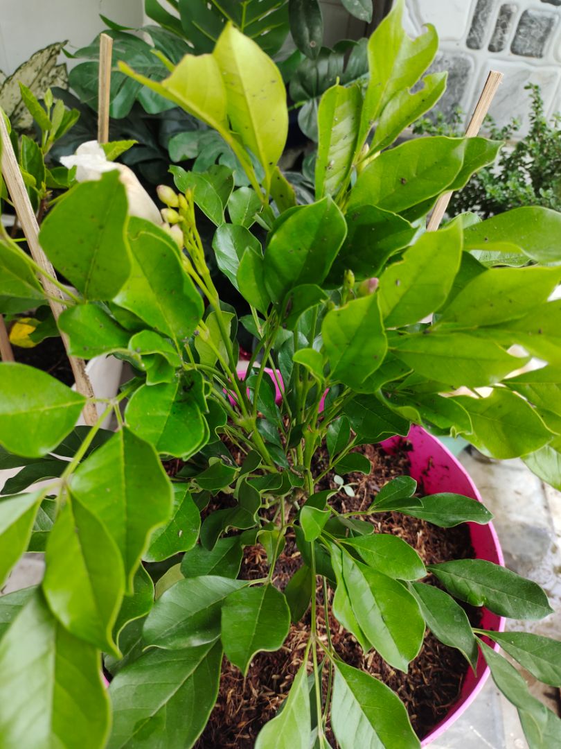 Chậu hoa đơm nụ rất đẹp, cây tốt. Đóng gói bảo quản rất cẩn thận.