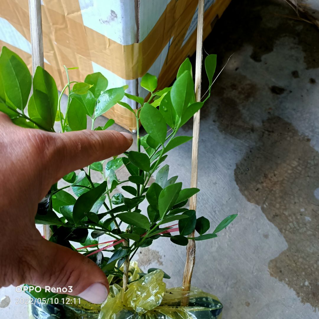 Thực tế, cây chỉ cao 15- 20cm, chứ ko như quảng cáo cao 40cm.