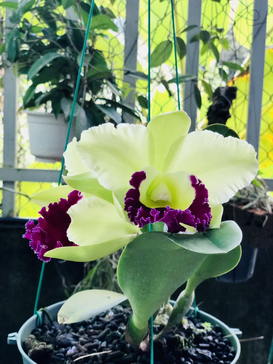 Hàng ok. Giao nhanh, đóng hàng cẩn thận Hàng ok. Giao nhanh, đóng hàng cẩn thận