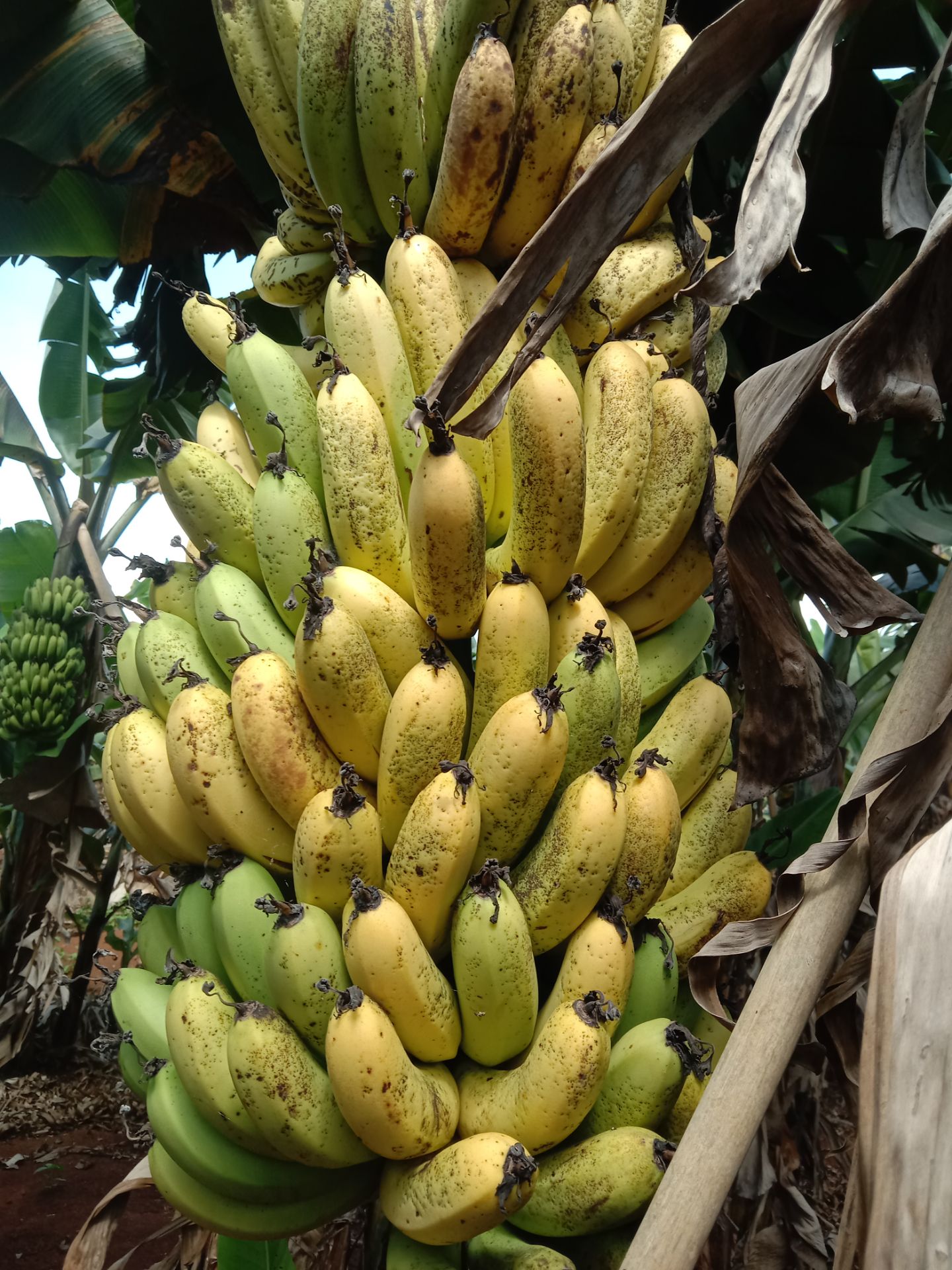 dùng chưa thấy có hieu quả gì dùng chưa thấy có hieu quả gì