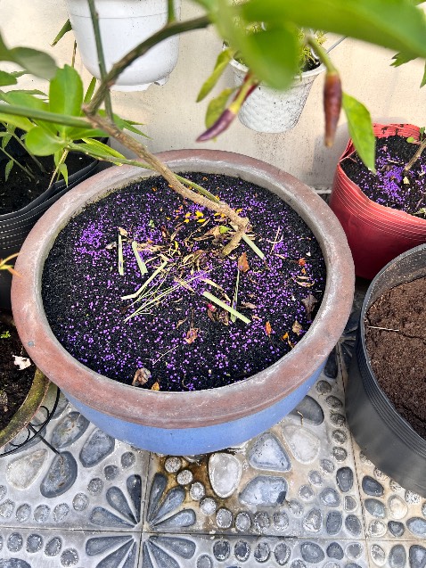 Hiệu quả cao. Tốt cho cây.