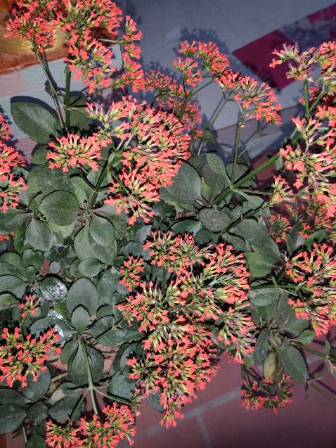 Muốn chạy bộ mà ra ngoài bụi và nguy hiểm em chọn mua máy chạy mn ạ-)))) khả năng chịu lực tốt, máy chắc chắn , shop đóng gói tốt , hàng nguyên đai nguyên kiện, rất tốt và xứng đáng sắm 1 em về nhà nheee, cả nhà cùng dùng đc lunnnn