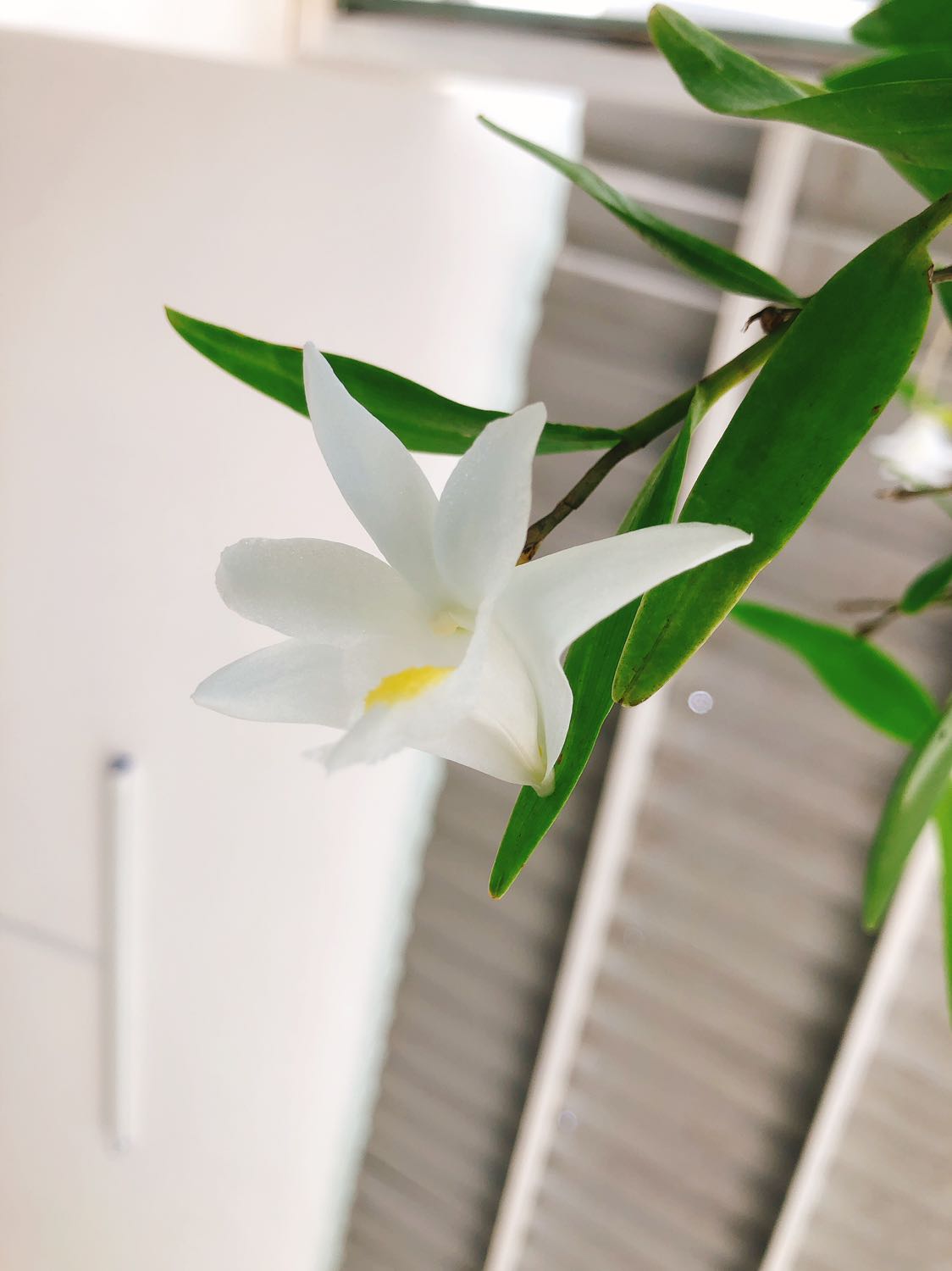 Hạt bí ngon giòn, béo