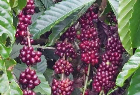 Rất phù hợp cho pha phin, uốg sữa hoặc với đường rất ngon. Cà phê chất lượng cao nhưng giá cả phải chăng.