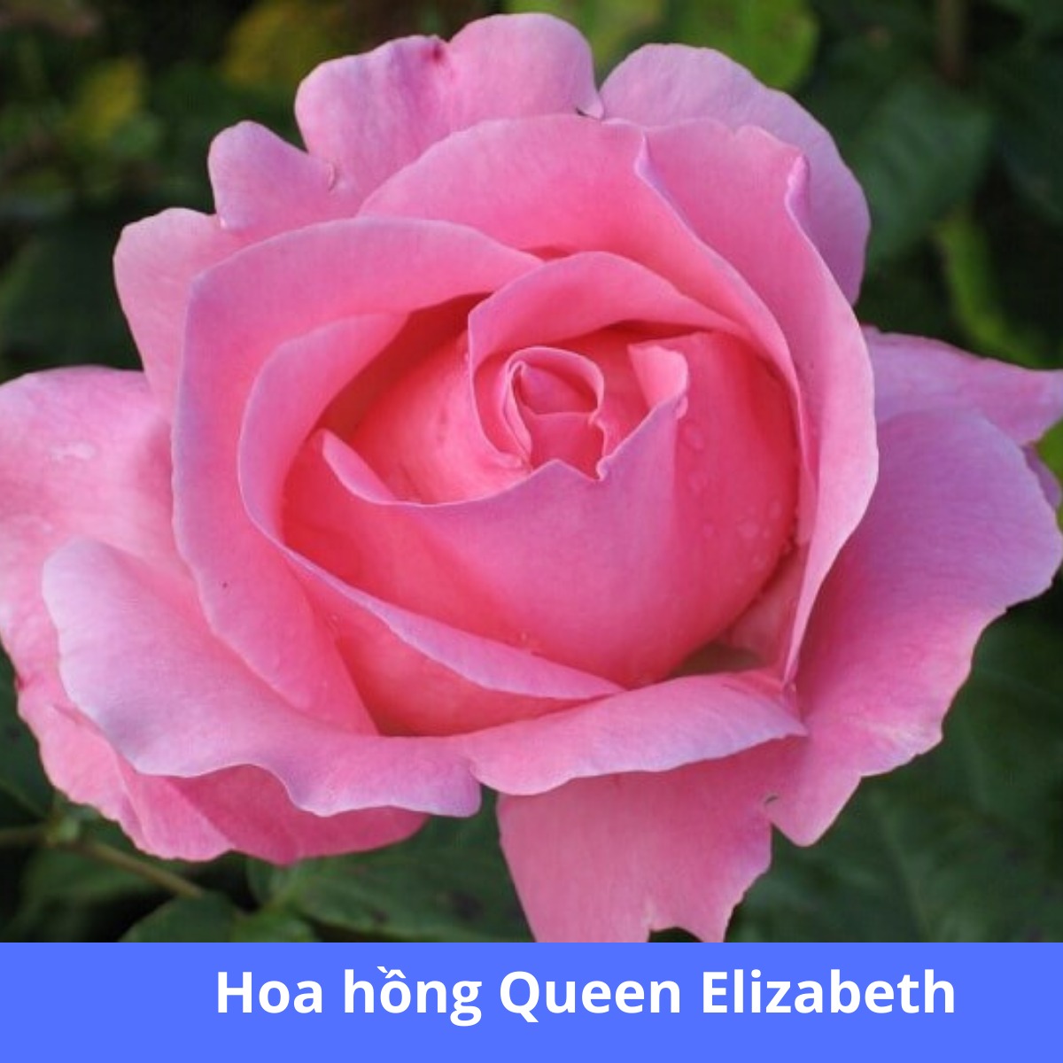 Top 5 loài hoa hồng đẹp nhất thế giớihoa hồng Queen Elizabeth... Top 5 Loài Hoa Hồng Đẹp Nhất Thế Giớihoa Hồng Queen Elizabeth...