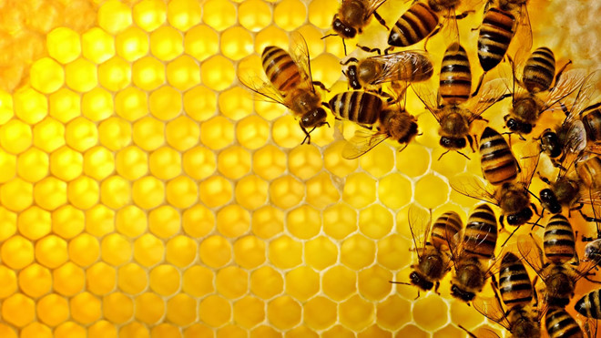 Thực phẩm chức năng Xịt họng Keo ong đen Vitatree hỗ trợ điều trị và phòng ngừa viêm, đau, rát họng - Vitatree Super Propolis Spray Complex (30 ml) 4