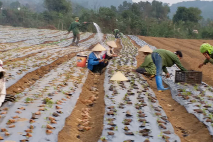 cao cà gai leo yên thủy - giải độc, mát gan 100g 4