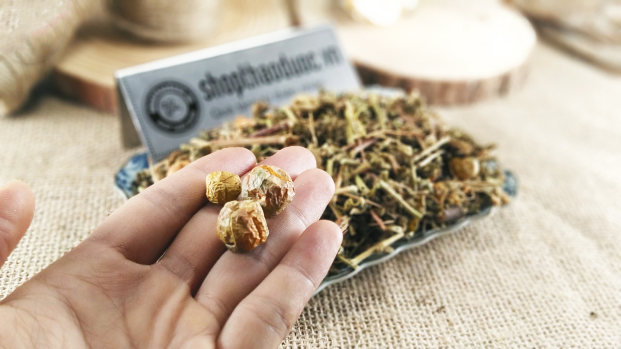 1kg lạc tiên - chùm bao khô ( loại thân nhỏ - tặng 1 chai tinh dầu sả chanh 8ml ) - giảm mệt mỏi, căng thẳng, rối loạn giấc ngủ, ngủ không sâu giấc