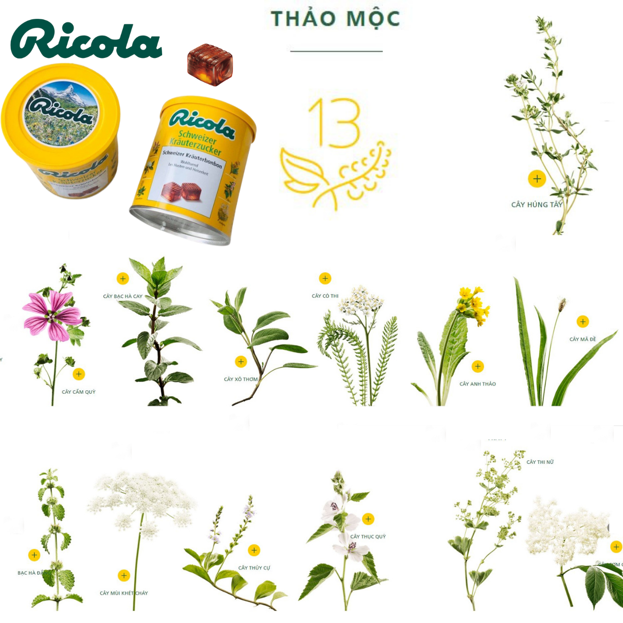 kẹo ngậm đau họng ricola shweizer krauterzucker chứa hỗn hợp 13 loại thảo mộc đem đến cảm giác dịu nhẹ và thơm mát cho vòm miệng và cổ họng 2