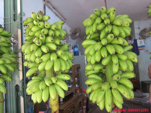 Chuối ngự tiến vua 3 nải