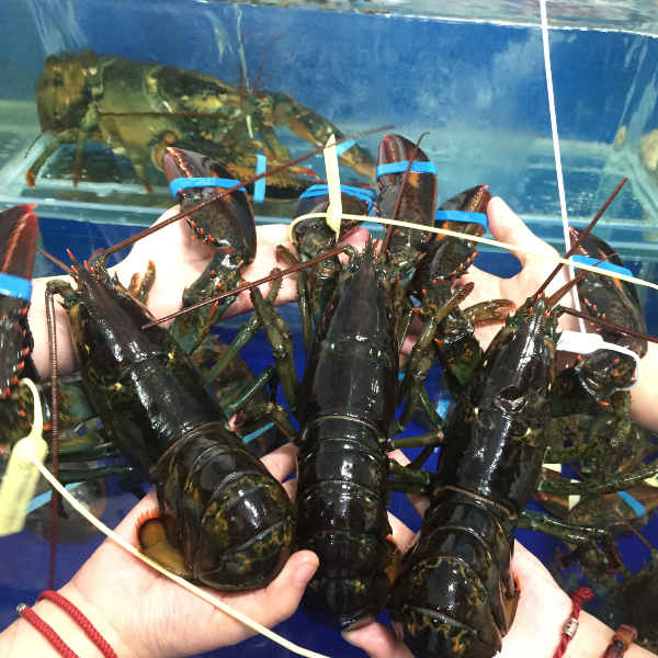 Combo 3 con tôm hùm Alaska Sống Size 500g