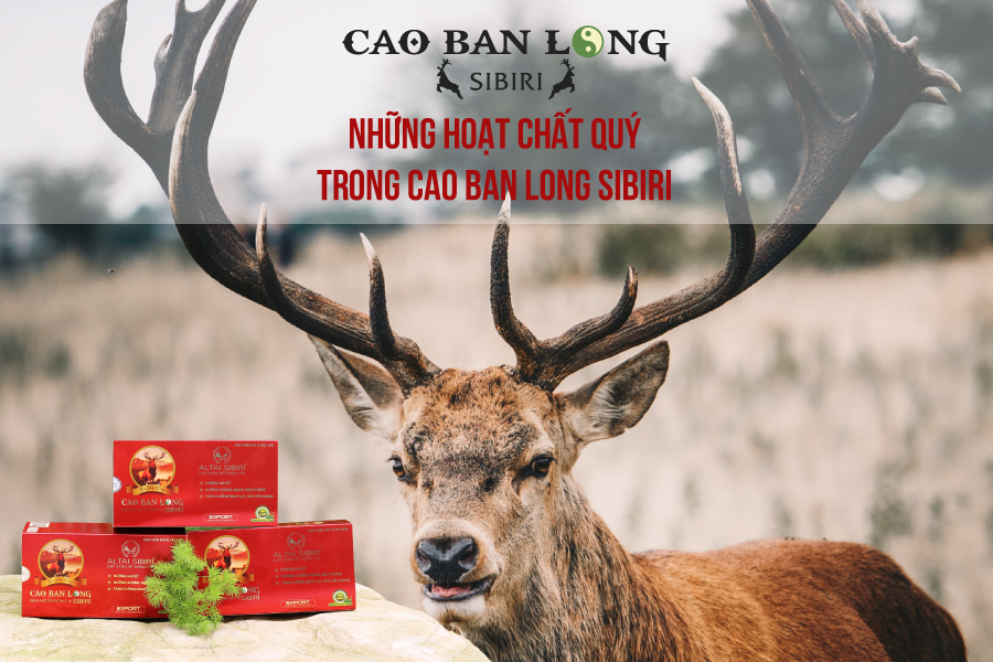 cao ban long sibiri - hộp 50g - hỗ trợ tốt cho xương khớp, bồi bổ sức khỏe, tăng cường sinh lực 1