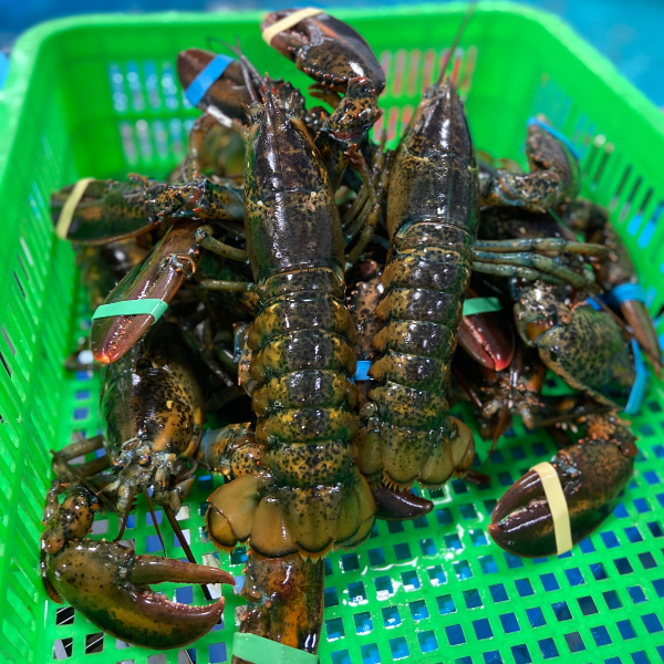 Combo 3 con tôm hùm Alaska Sống Size 500g