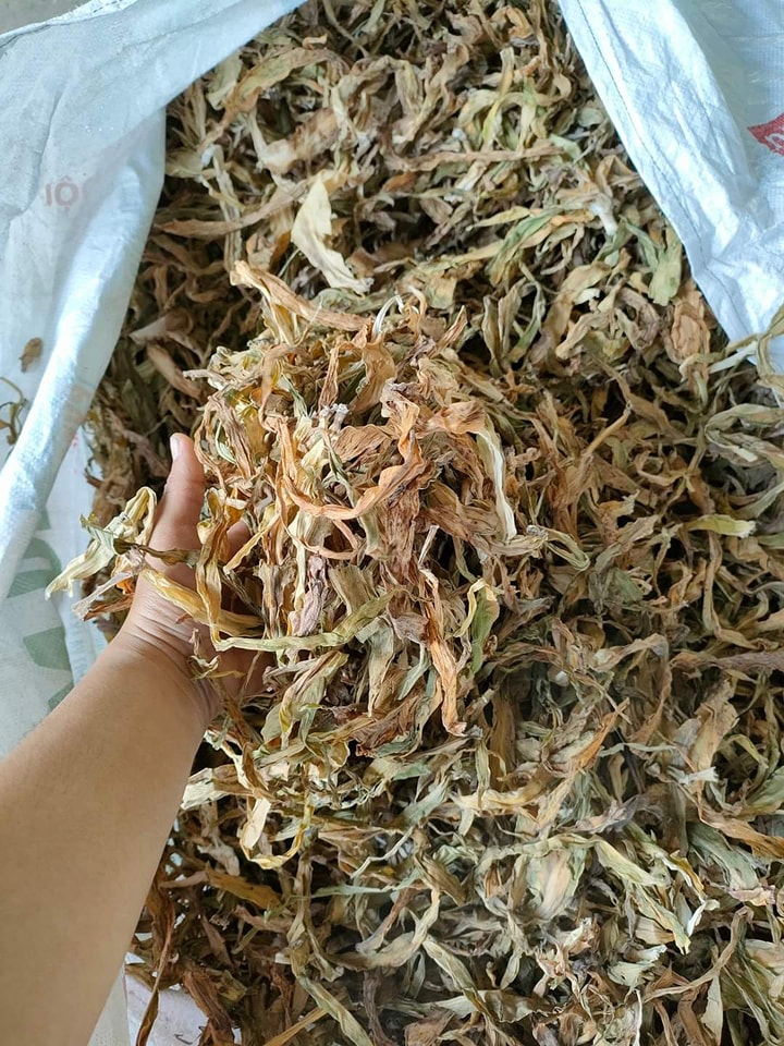 cây trinh nữ hoàng cung