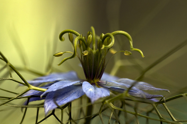 Canon 700D + Lens 18-55 STM (Lê Bảo Minh)