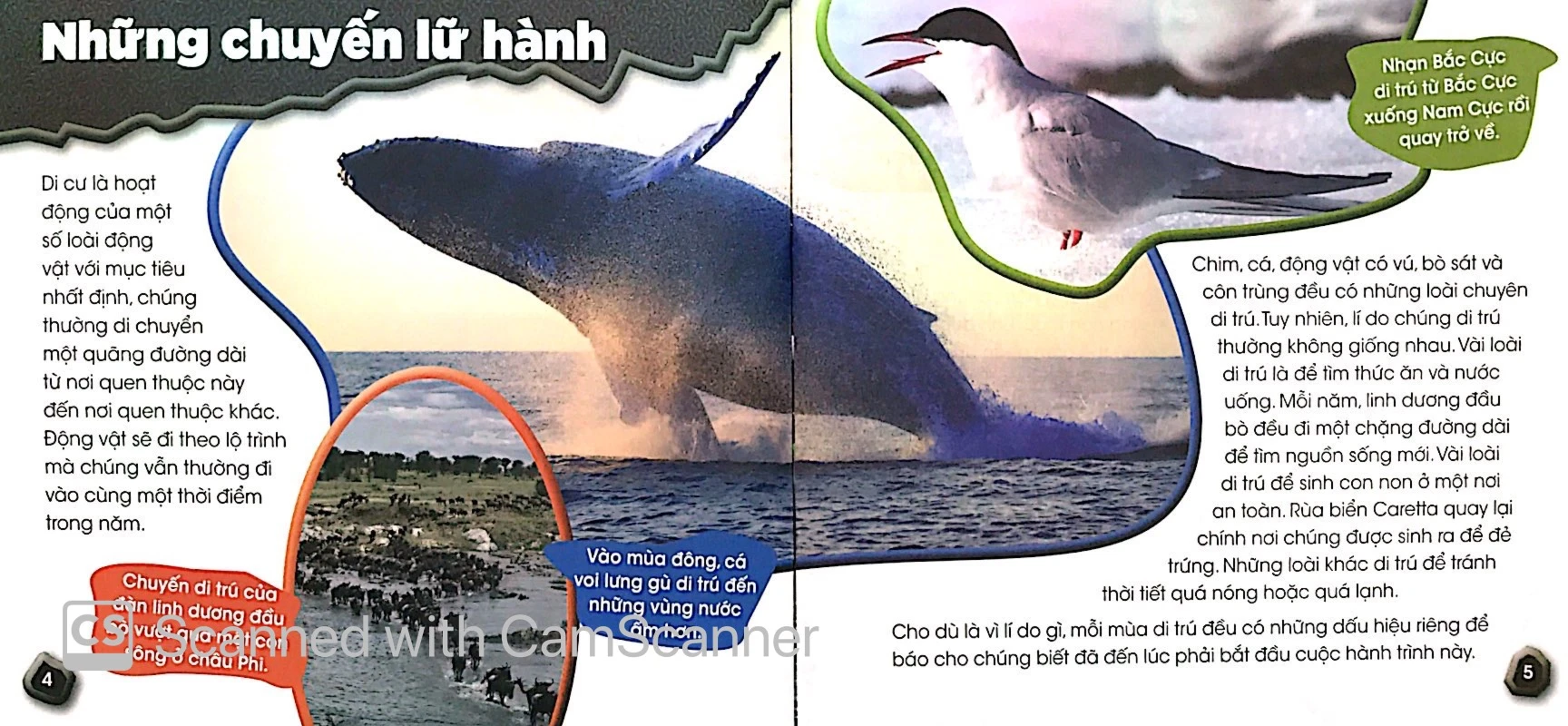 Độc Lạ Phi Thường - Lữ Khách Thường Niên