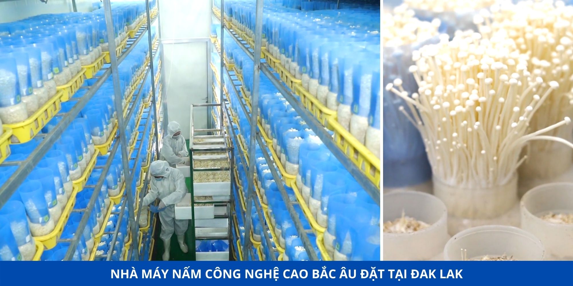 nhà máy nấm công nghệ cao bắc âu