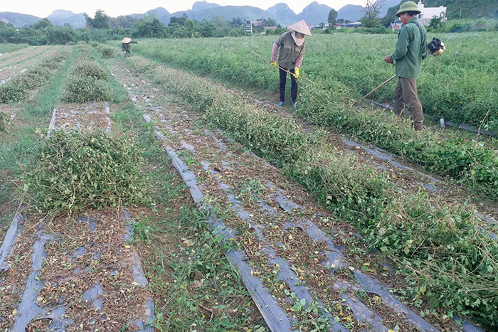 cao cà gai leo yên thủy - giải độc, mát gan 100g 7