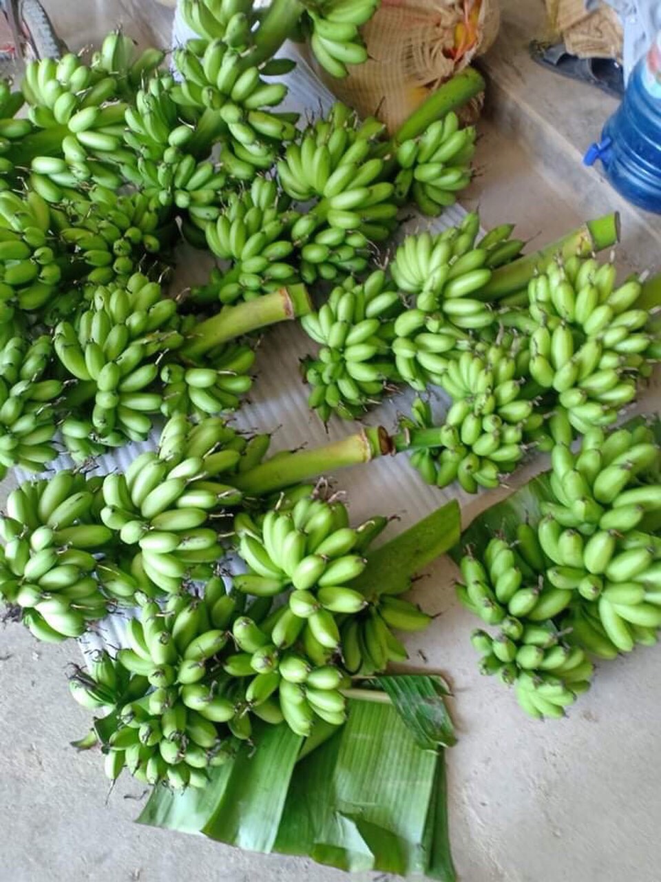 Chuối ngự tiến vua 3 nải