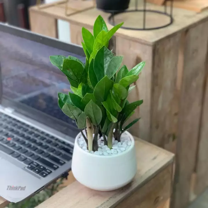 Sỏi trắng trải nền hồ cá cảnh, trang trí cây cảnh.