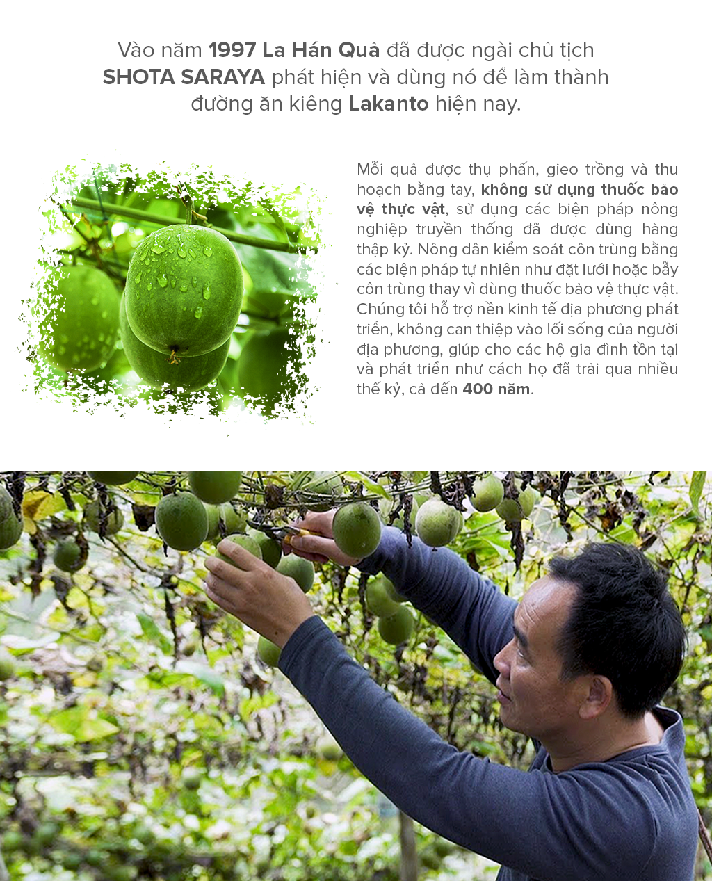 Đường ăn kiêng La Hán Quả Saraya Lakanto MonkFruit Trắng, 0 Calo, 0 tăng đường huyết, 0 biến đổi gen - 180g