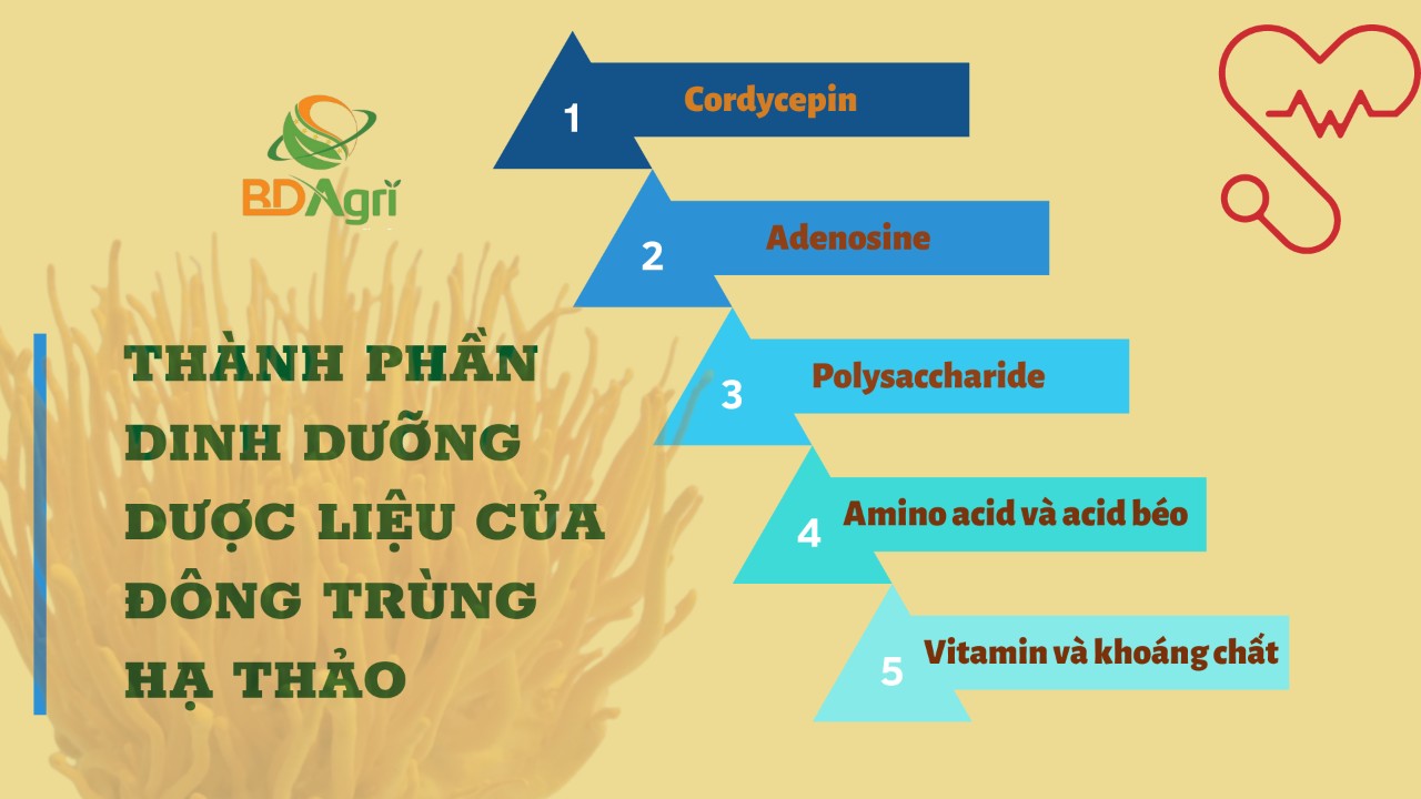 quà tặng cao cấp hộp gỗ đông trùng hạ thảo bdagri loại 3 hộp đông trùng thượng hạng 2