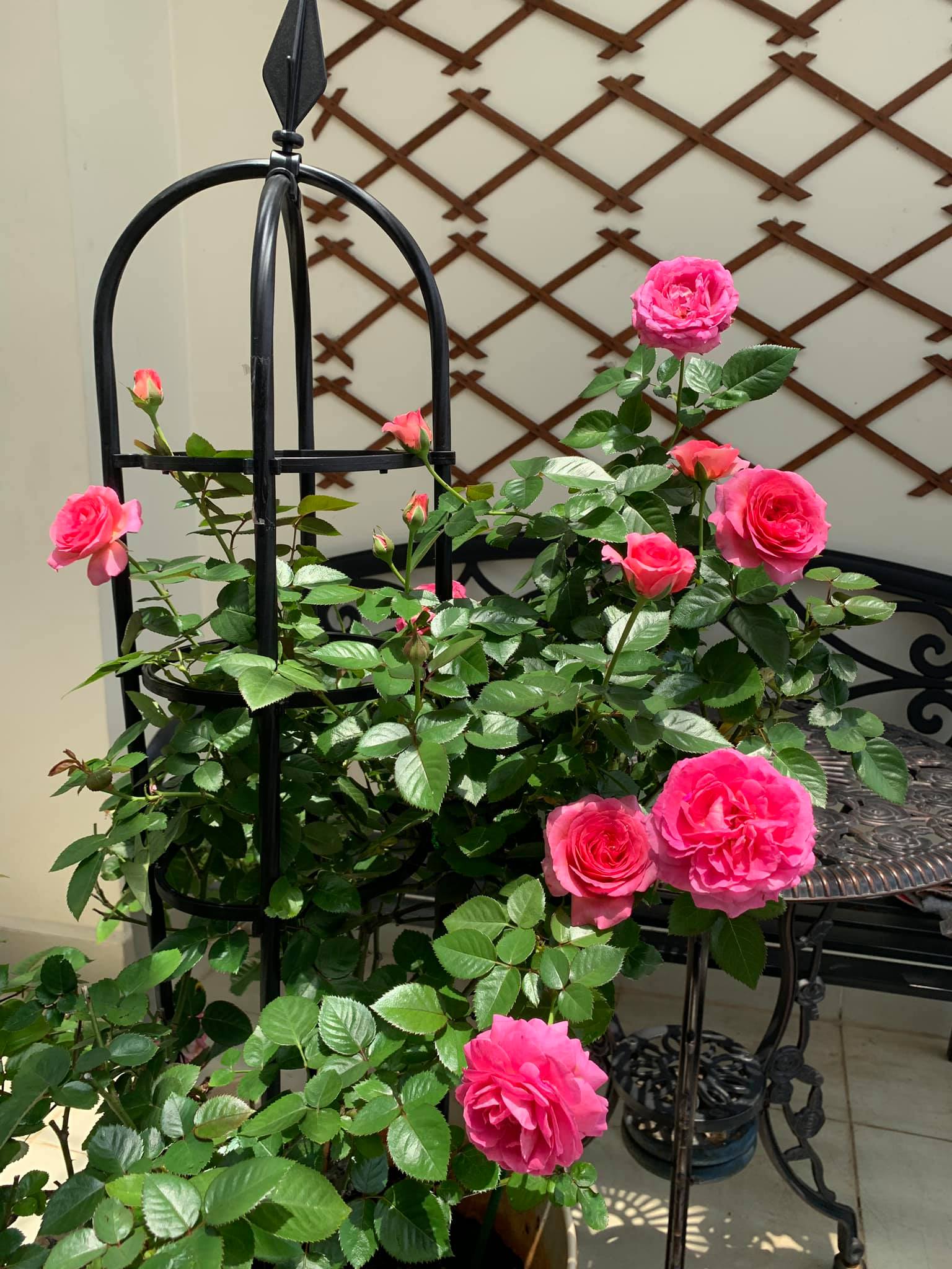 Khung trồng hoa hồng cao 120cm màu đen đường kính chậu 21cm bền trên 5 năm ở nhiệt độ ngoài trời