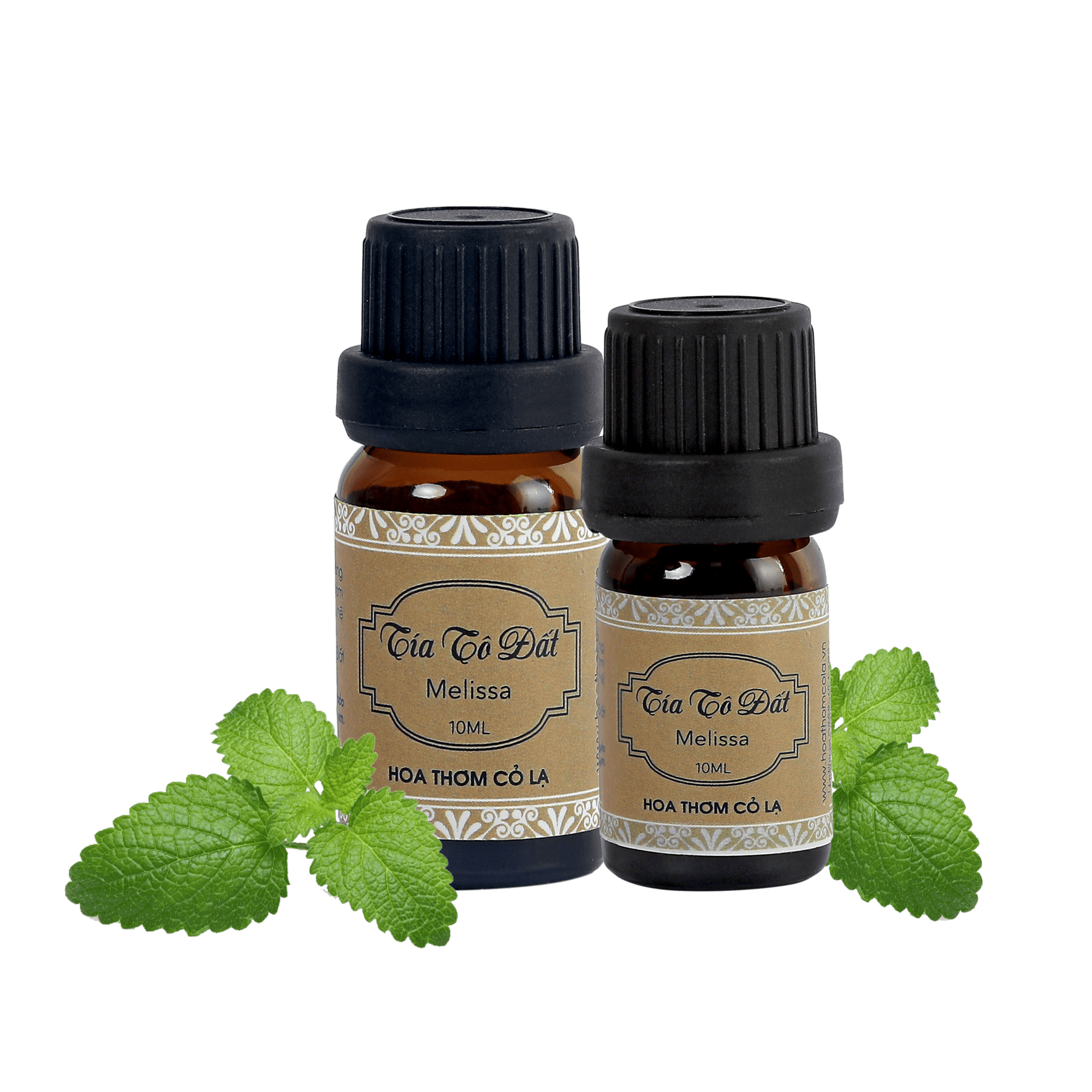 Tinh Dầu Tía Tô Đất - Melissa Essential Oil 5ml - Hoa Thơm Cỏ Lạ