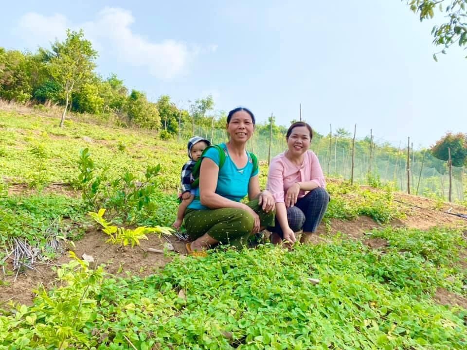 trà sâm dây ngọc linh dato, trà thảo mộc. tăng cường sức khỏe 2