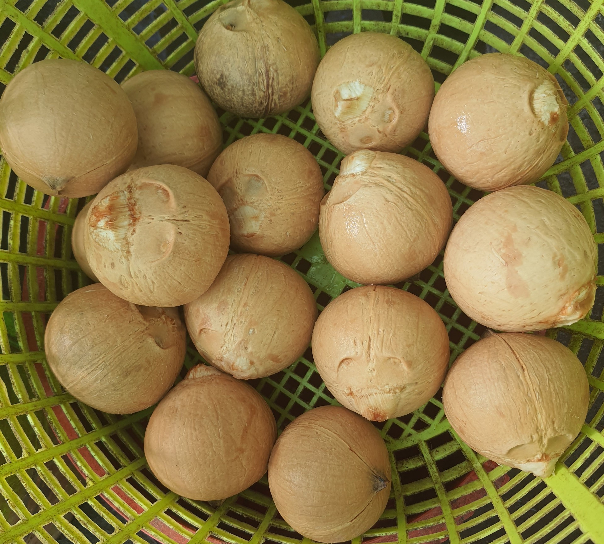 Combo 10 trái dừa xiêm gọt trọc mini