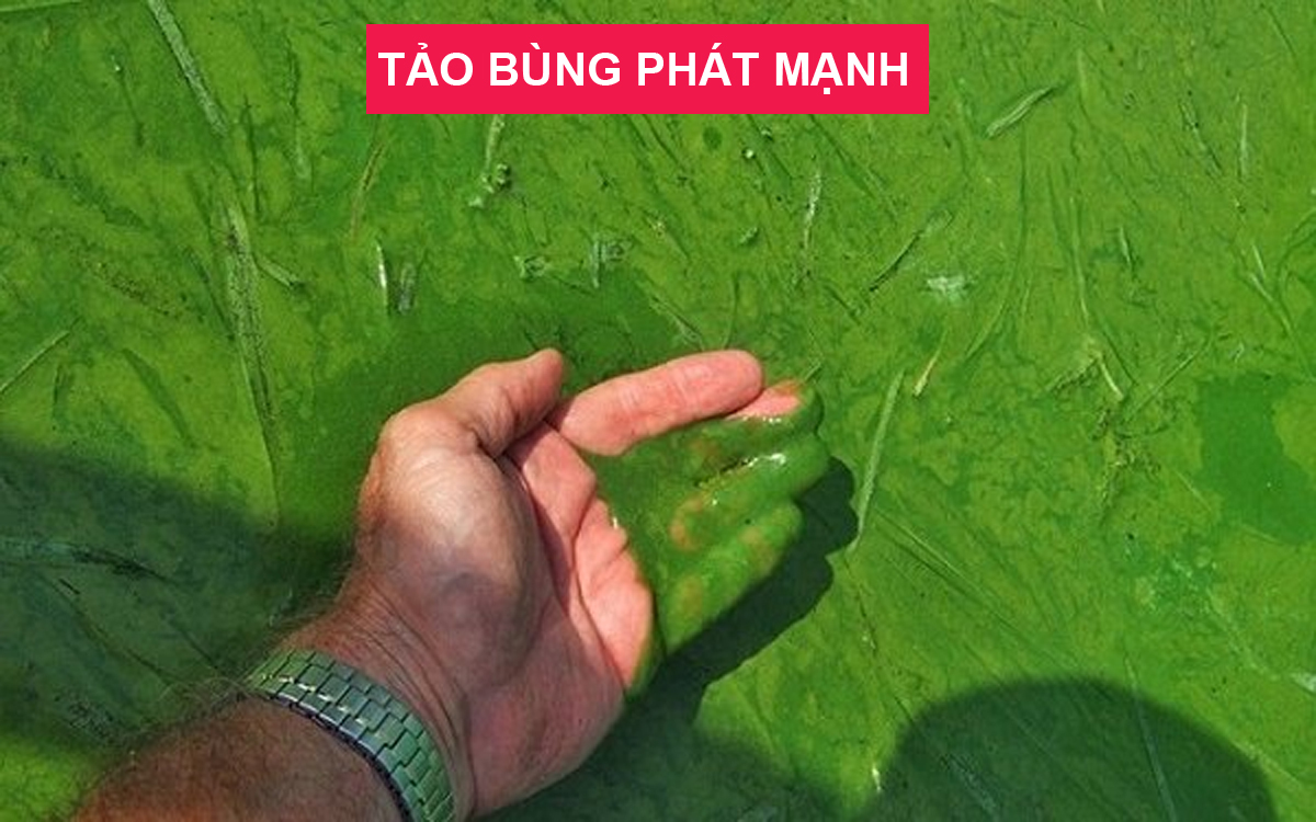 Đèn UV hồ cá diệt khuẩn, diệt tảo, rêu trong 7 ngày công suất 5W, 7W, 9W, 11W cao cấp cho hồ cá, bể cá dưới 1 khối